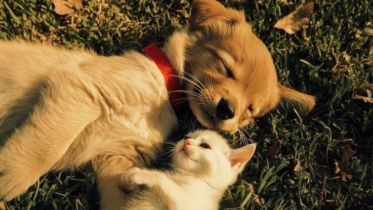 Developed after deep scientific research and priced at affordable rates, Waggies and Waggies Pro will soon be the most preferred choice for everyone. Developed after deep scientific research and priced at affordable rates, Waggies and Waggies Pro will soon be the most preferred choice for everyone.