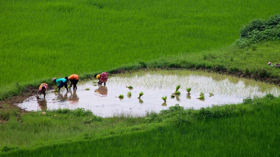 It guarantees 125 days of wage employment per rural household annually, up from the earlier 100 days, for adults willing to do unskilled manual work. It guarantees 125 days of wage employment per rural household annually, up from the earlier 100 days, for adults willing to do unskilled manual work.