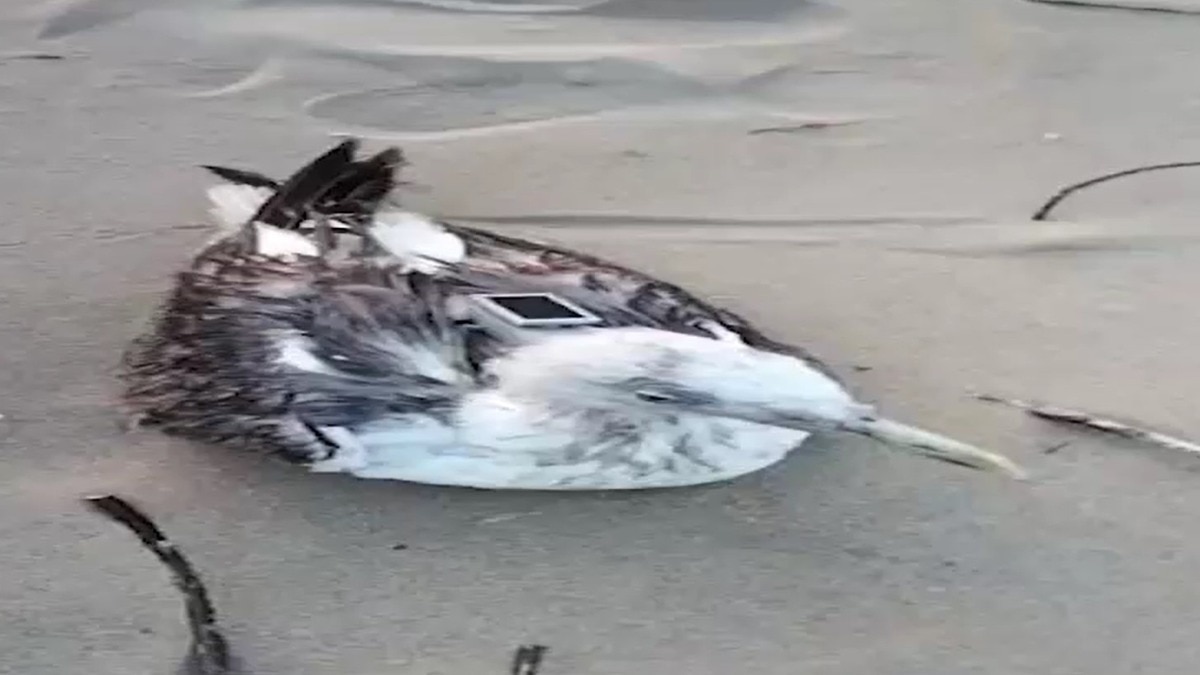 Seagull China GPS tracker