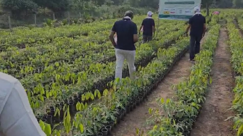 Beyond biodiversity loss, non-native trees can strain water resources, alter soil chemistry and increase health risks. Beyond biodiversity loss, non-native trees can strain water resources, alter soil chemistry and increase health risks.