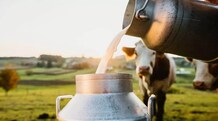 Dodla Dairy shares: Systematix bullish on this dairy stock; check target price On Friday, shares of Dodla Dairy closed 0.31 per cent lower at Rs 1,224.85 on the BSE, dipping from the previous close of Rs 1,228.70.
