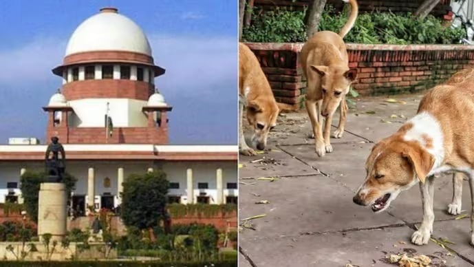 Supreme Court stray dogs hearing