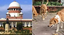 Stray dogs case: Supreme Court warns Centre, states of heavy compensation for bite victims Dog feeders must be liable too, Supreme Court says in sharp stray dogs warning