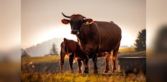 The city also operates 130 CCTV-enabled junctions that constantly capture images of stray cattle for monitoring purposes. The city also operates 130 CCTV-enabled junctions that constantly capture images of stray cattle for monitoring purposes.