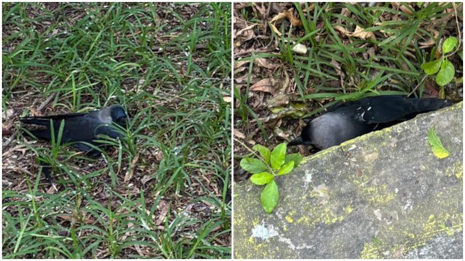 Crows found dead across Chennai. Crows found dead across Chennai.