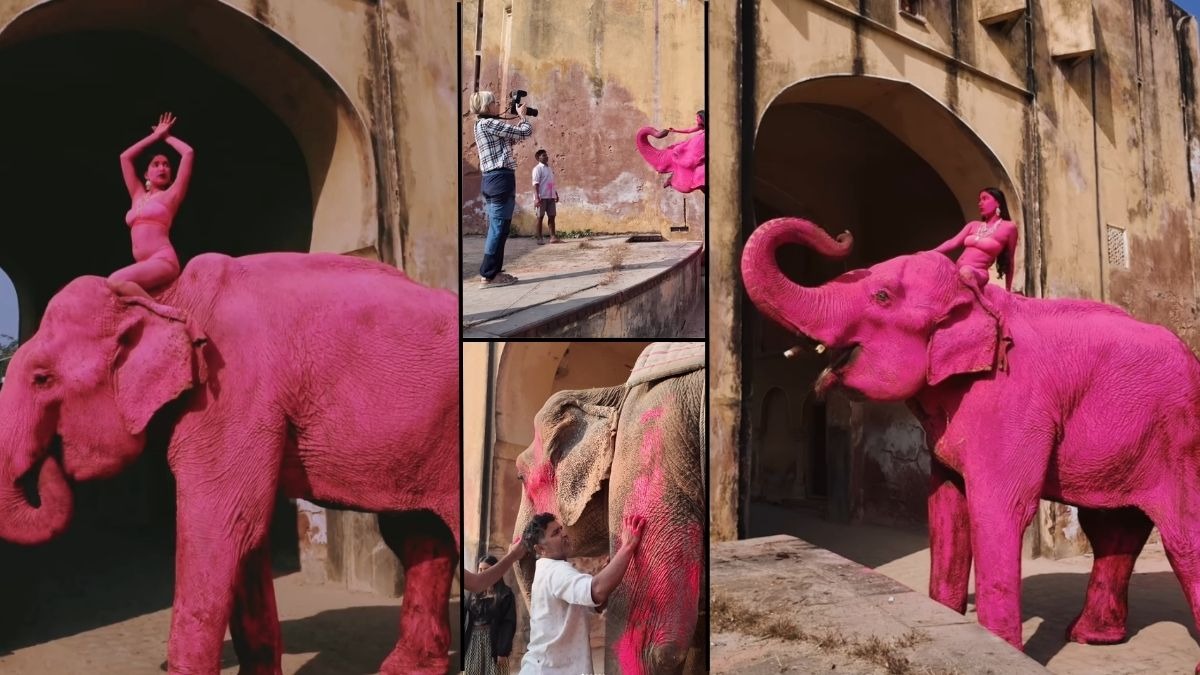 'Animals are not props': Foreign artist's viral Jaipur elephant photoshoot sparks ethical debate