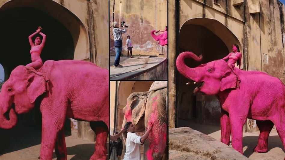 Pink elephant photoshoot in Jaipur sparks outrage; photographer faces backlash online Pink elephant photoshoot in Jaipur sparks outrage; photographer faces backlash online