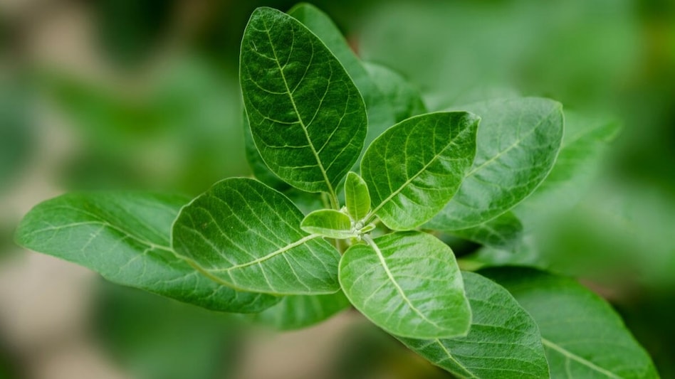 Ashwagandha is a small evergreen shrub used for more than 3,000 years in Ayurvedic medicine. Ashwagandha is a small evergreen shrub used for more than 3,000 years in Ayurvedic medicine.