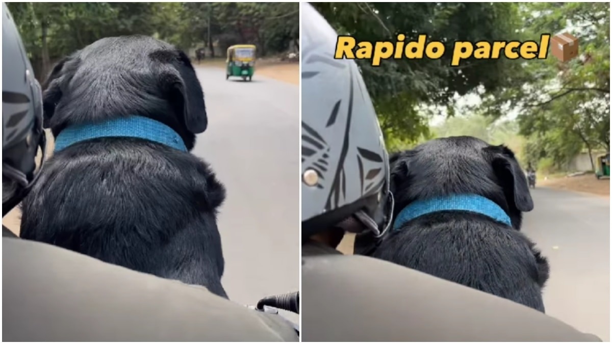 Rapido driver receives dog to deliver as 'parcel', watch for instant serotonin boost