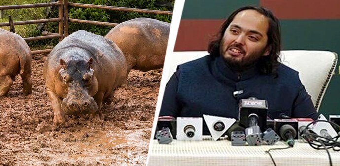 The proposal seeks to move the 80 hippos to Vantara The proposal seeks to move the 80 hippos to Vantara