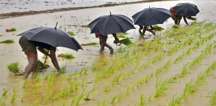 While agriculture’s direct contribution to India’s GDP has gradually declined, the sector still employs nearly 46% of the workforce and remains the backbone of rural livelihoods. While agriculture’s direct contribution to India’s GDP has gradually declined, the sector still employs nearly 46% of the workforce and remains the backbone of rural livelihoods.