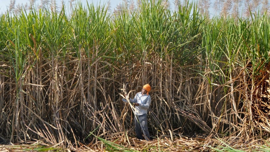 ISMA noted that while the FRP hike supports farmers, it also increases raw material costs for mills. ISMA noted that while the FRP hike supports farmers, it also increases raw material costs for mills.