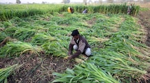 How maize has emerged as India’s leading ethanol feedstock? There is a sharp rise in maize-based ethanol production