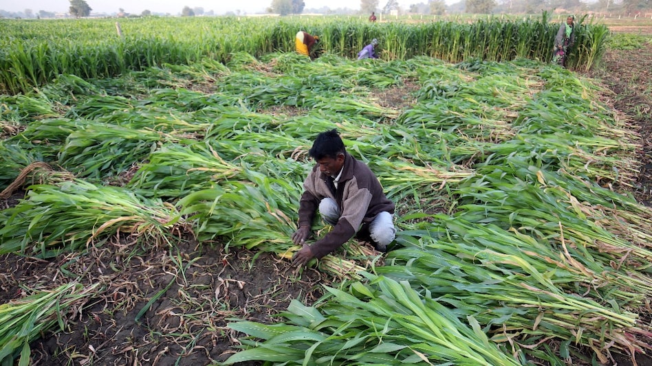 There is a sharp rise in maize-based ethanol production There is a sharp rise in maize-based ethanol production