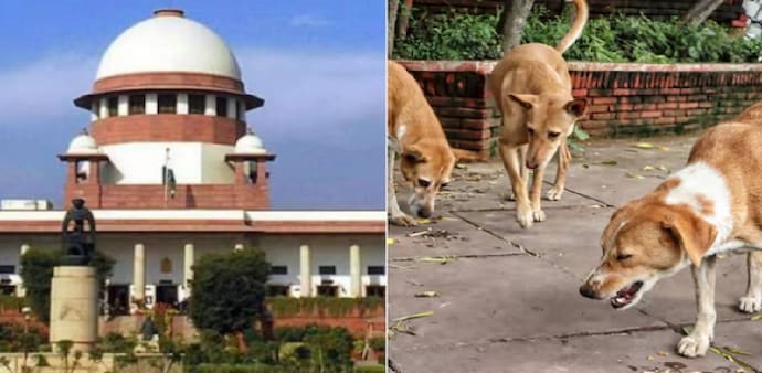 No release back to public spaces: Supreme Court stands firm on stray dog shelter order No release back to public spaces: Supreme Court stands firm on stray dog shelter order