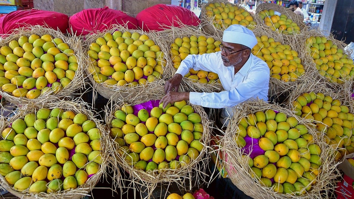 'King of Mangoes' faces the heat: Weather devastates Maharashtra's Alphonso belt