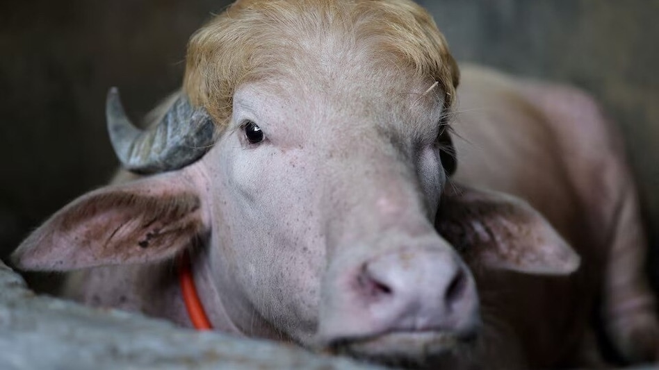 Trump buffalo Trump buffalo