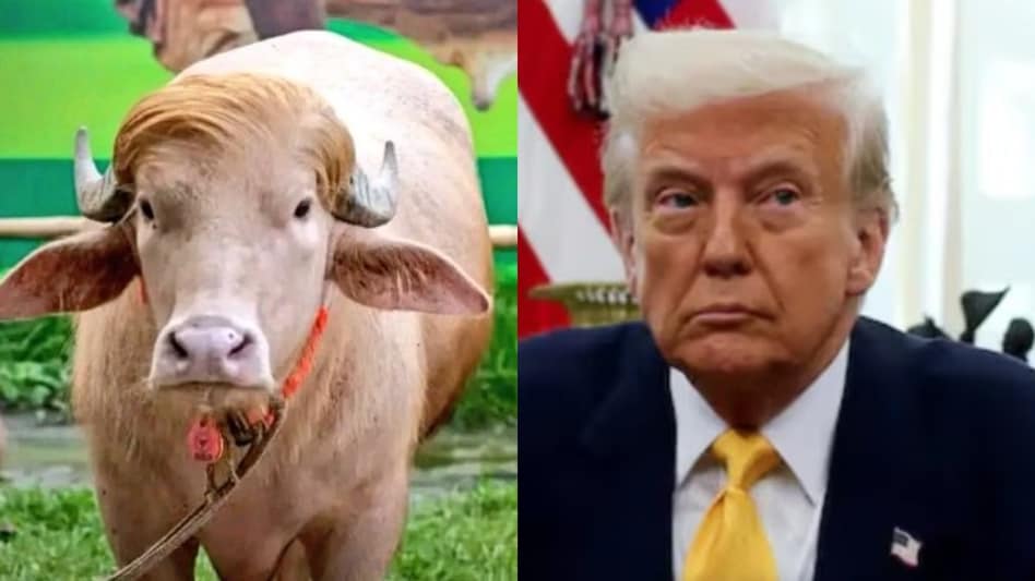 Rare albino animal shifted to national zoo after going viral online ahead of Eid-ul-Adha Rare albino animal shifted to national zoo after going viral online ahead of Eid-ul-Adha
