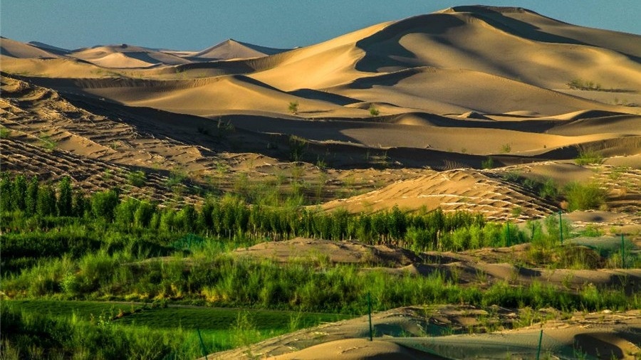 China’s secret weapon against deserts? A bacteria that creates fertile soil in less than a year