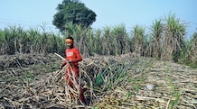 Water intensity of paddy, maize and sugarcane makes ethanol production an unsustainable choice Water intensity of paddy, maize and sugarcane makes ethanol production an unsustainable choice