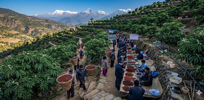 The change has brought higher earnings for growers, but it has also pushed many farmers towards using chemical growth regulators to alter the appearance of the seeds for Chinese buyers, The change has brought higher earnings for growers, but it has also pushed many farmers towards using chemical growth regulators to alter the appearance of the seeds for Chinese buyers,