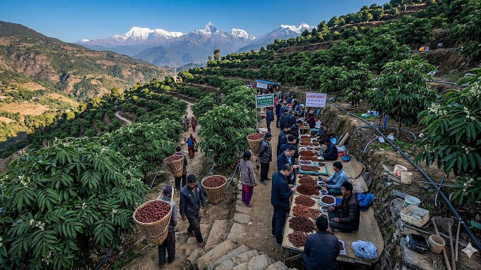 The change has brought higher earnings for growers, but it has also pushed many farmers towards using chemical growth regulators to alter the appearance of the seeds for Chinese buyers, The change has brought higher earnings for growers, but it has also pushed many farmers towards using chemical growth regulators to alter the appearance of the seeds for Chinese buyers,