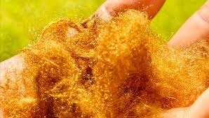 Sea silk, often called the ‘golden fibre of the sea’, was one of the most prized materials of the ancient Roman era