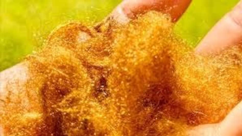 Sea silk, often called the ‘golden fibre of the sea’, was one of the most prized materials of the ancient Roman era Sea silk, often called the ‘golden fibre of the sea’, was one of the most prized materials of the ancient Roman era