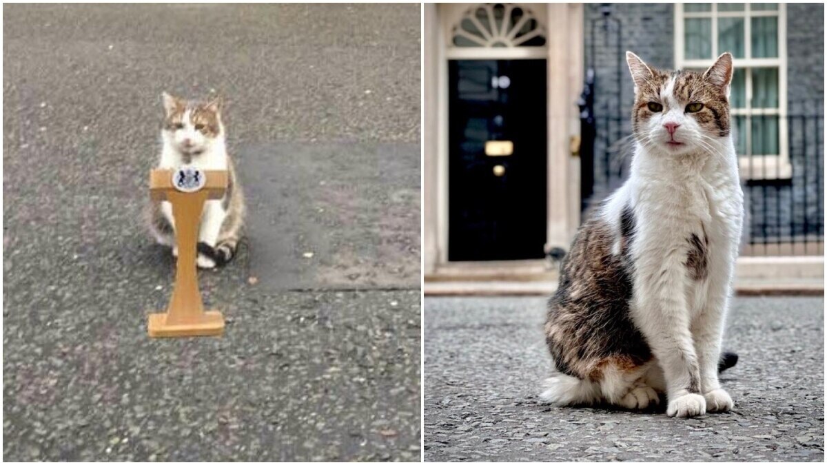 ‘Accepted Keir Starmer’s resignation as my chief servant’: Meet Larry the Cat, who outlasted six UK PMs