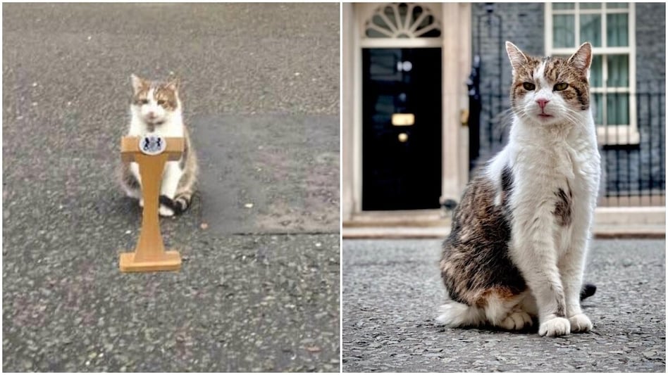 Larry the Cat, Britain's famous "Chief Mouser to the Cabinet Office" Larry the Cat, Britain's famous "Chief Mouser to the Cabinet Office"