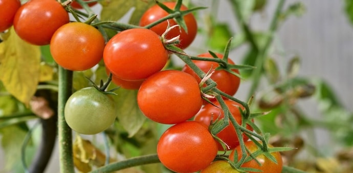 According to the Department of Consumer Affairs, the average retail price of tomatoes touched ₹43.70 per kg on Wednesday, up 24% from a year earlier and 26% higher than a month ago. According to the Department of Consumer Affairs, the average retail price of tomatoes touched ₹43.70 per kg on Wednesday, up 24% from a year earlier and 26% higher than a month ago.