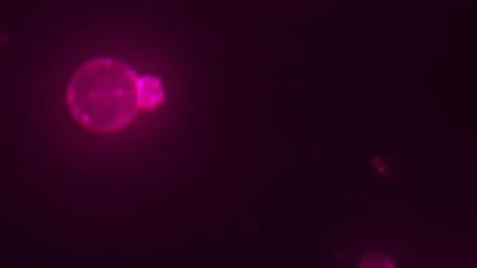 Researchers at the University of Minnesota have developed the world's first fully synthetic cells capable of completing an entire cellular life cycle, allowing them to grow, replicate and divide across generations. Researchers at the University of Minnesota have developed the world's first fully synthetic cells capable of completing an entire cellular life cycle, allowing them to grow, replicate and divide across generations.