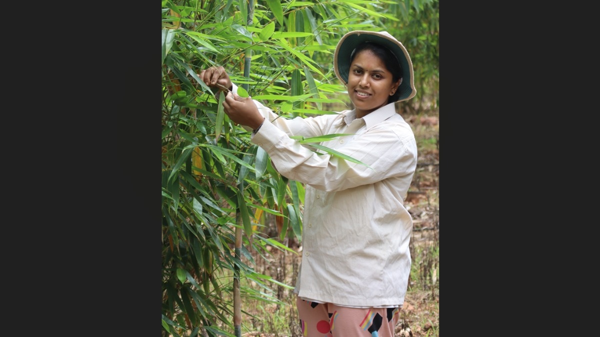Why India's Next Rural Livelihoods Story May Be Written in Bamboo