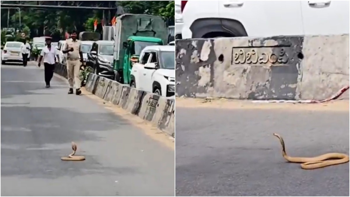 The rare encounter was captured on camera and soon went viral on social media.