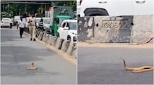 Drivers stopped, phones came out: What brought Bengaluru traffic to a crawl on Palace Road? The rare encounter was captured on camera and soon went viral on social media.