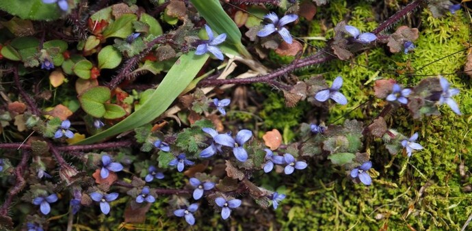 The rediscovery is particularly significant because it represents the first confirmed record of Cyananthus hookeri in Arunachal Pradesh. The rediscovery is particularly significant because it represents the first confirmed record of Cyananthus hookeri in Arunachal Pradesh.