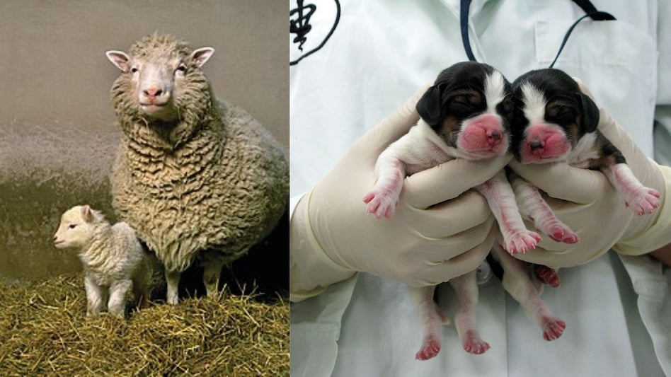 Cloning mammals remains highly inefficient. Cloning mammals remains highly inefficient.