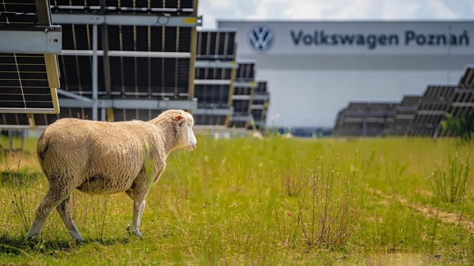 Volkswagen hired 100 sheep to maintain a solar farm — and the reason is brilliant