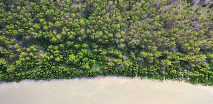 Mangroves can store carbon at rates up to four times higher per hectare than terrestrial forests, making them critical for achieving global climate goals. Mangroves can store carbon at rates up to four times higher per hectare than terrestrial forests, making them critical for achieving global climate goals.