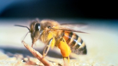 How a scientist’s plan to create better honey bees accidentally unleashed the ‘killer bees’ across two continents
