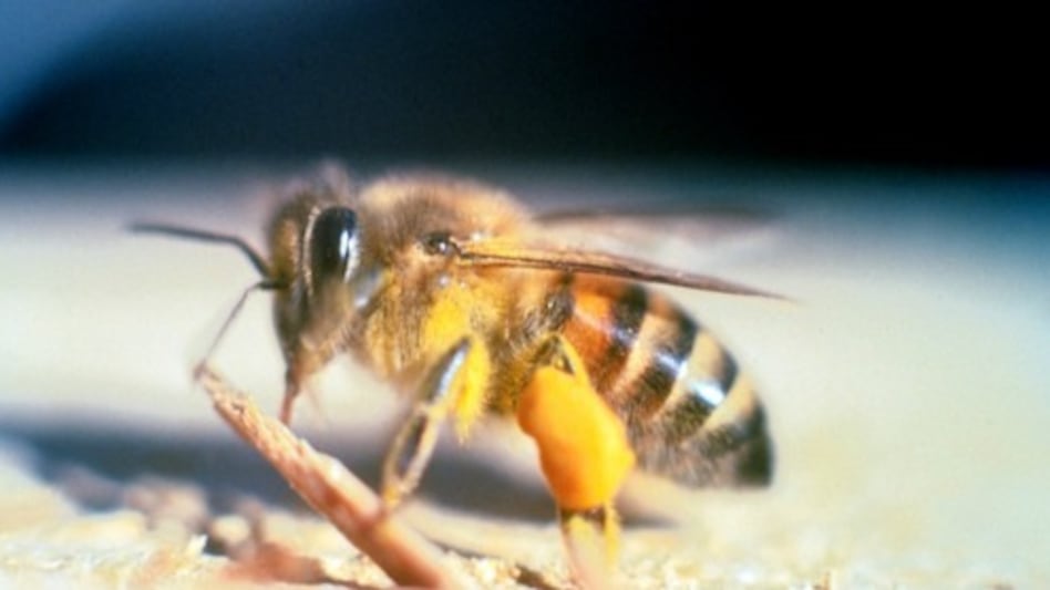 Despite their frightening nickname, researchers say the public image of “killer bees” is often exaggerated.(Picture credit : Pestworld) Despite their frightening nickname, researchers say the public image of “killer bees” is often exaggerated.(Picture credit : Pestworld)