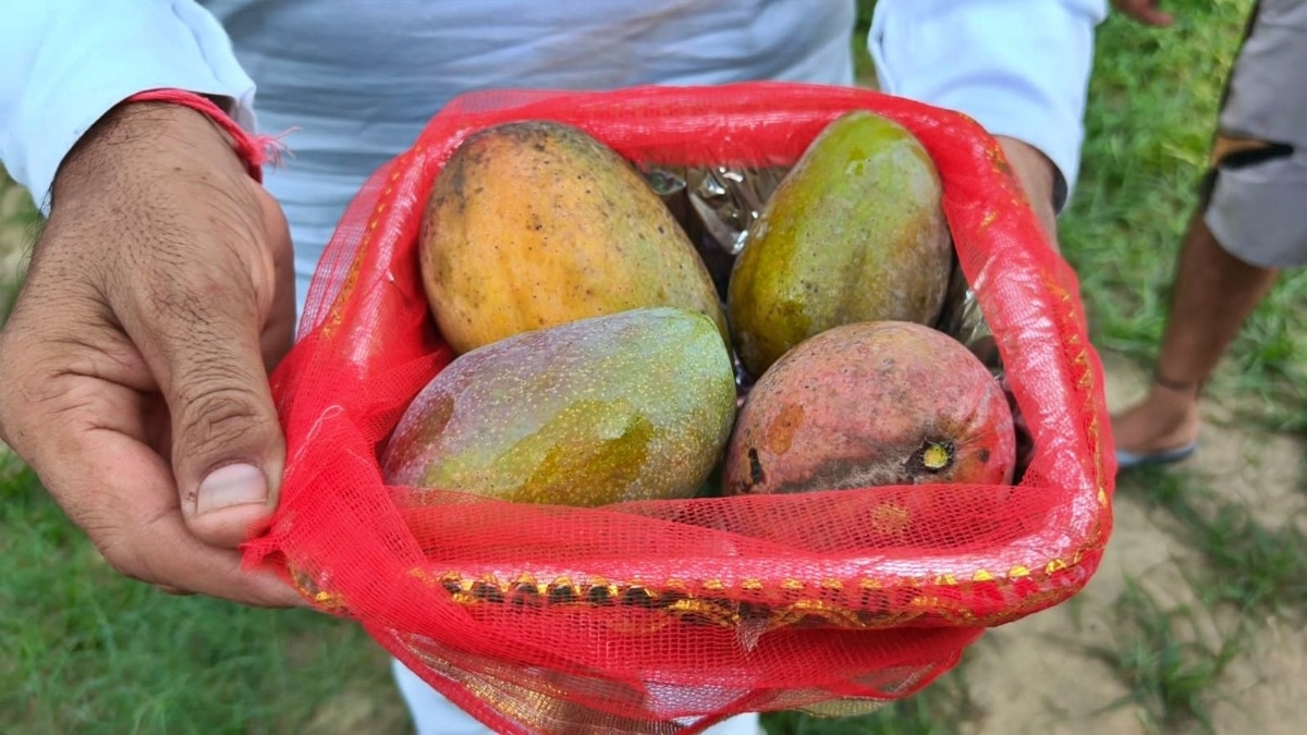 Mocked for years, this UP farmer just sold 4 mangoes for ₹2.11 lakh—and the reason will surprise you