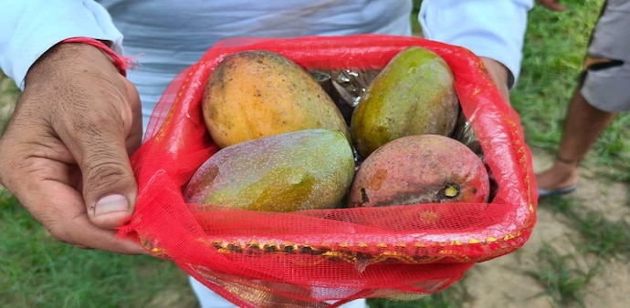 Saharanpur Miyazaki mango (Photo- ITG) Saharanpur Miyazaki mango (Photo- ITG)