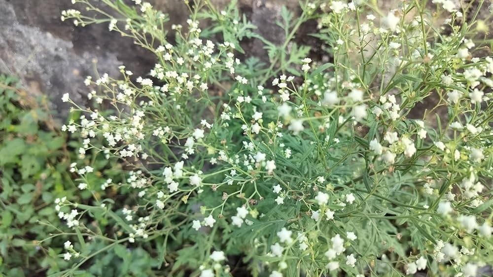 It competes with crops and native vegetation for space and nutrients, reducing agricultural productivity and threatening biodiversity.
