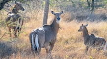 From India to Texas: How the nilgai became a feral invasive species in US Nilgai are not considered an invasive species in their native India, but they can still create conflicts with humans.
