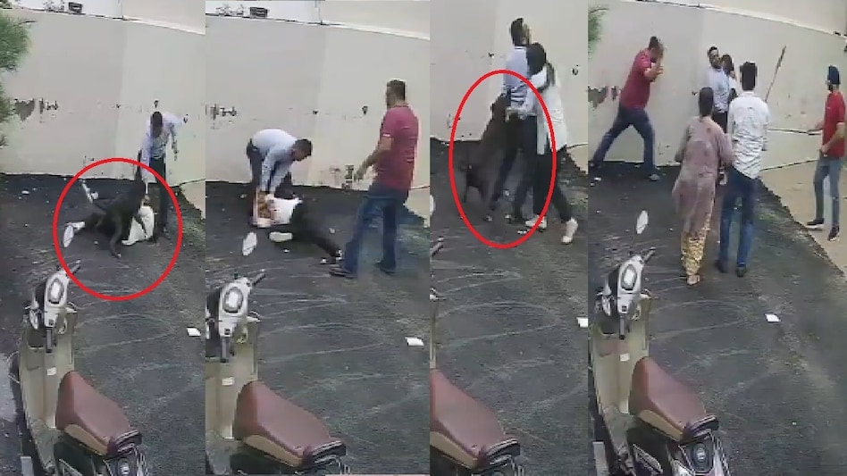 Pitbull Attack on Woman at Ghuman Nagar Patiala Pitbull Attack on Woman at Ghuman Nagar Patiala