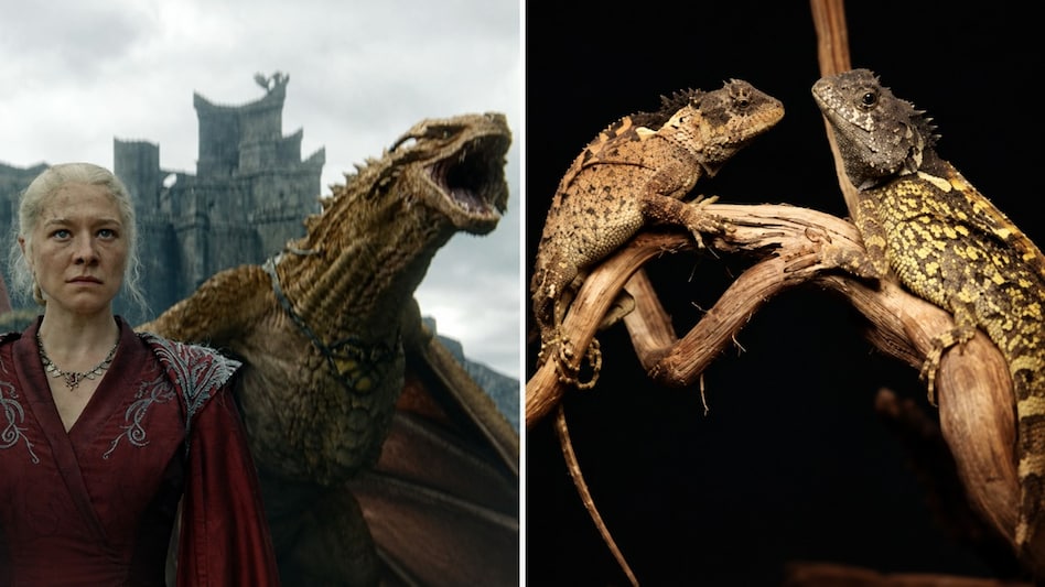 DNA analysis provided further evidence that the lizard is a distinct species. DNA analysis provided further evidence that the lizard is a distinct species.