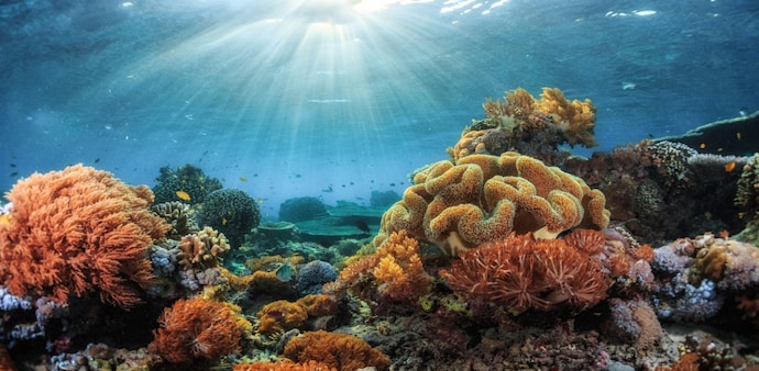 Coral reefs support fisheries, tourism and coastal communities while providing shelter and breeding grounds for thousands of marine species. Coral reefs support fisheries, tourism and coastal communities while providing shelter and breeding grounds for thousands of marine species.