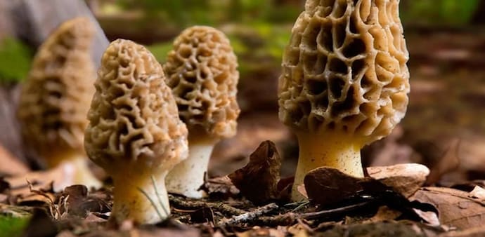 The mushroom’s flavour profile makes it particularly suitable for rich, aromatic dishes. The mushroom’s flavour profile makes it particularly suitable for rich, aromatic dishes.