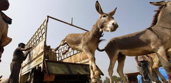 Pakistan lends a helping hand after China's donkey population decreases Pakistan lends a helping hand after China's donkey population decreases